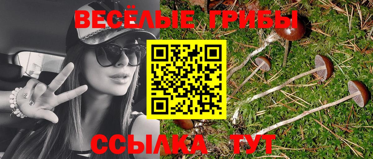 Псилоцибиновые грибы Psilocybe Тверь